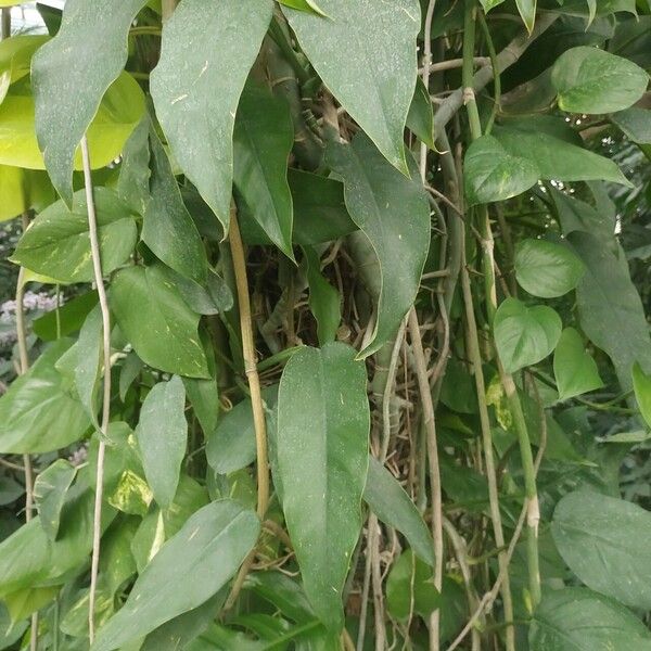 Epipremnum giganteum Folha