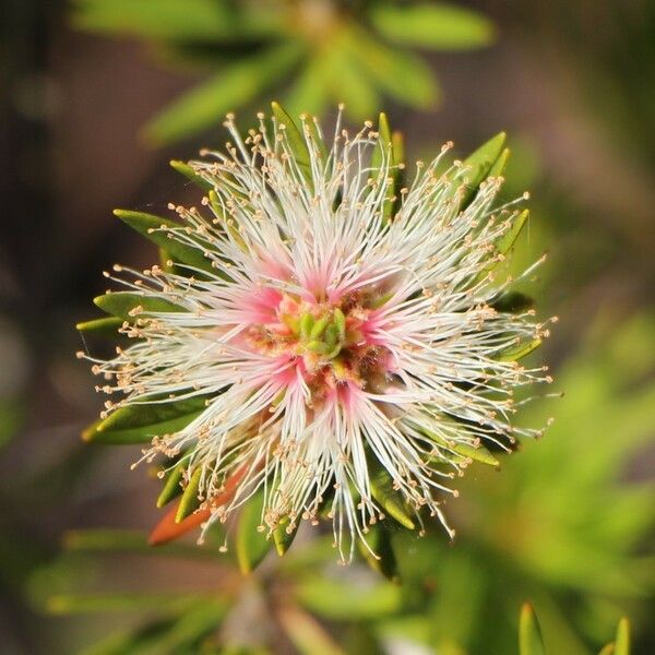 Melaleuca gnidioides Kvet