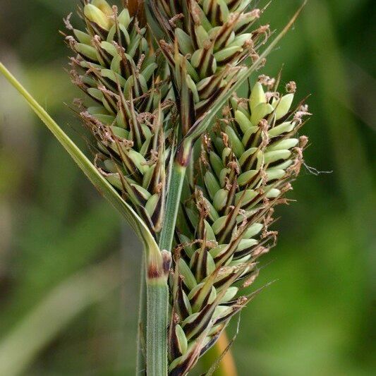 Carex buxbaumii 果