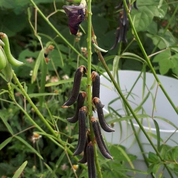 Macroptilium atropurpureum Fruit