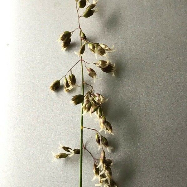 Anthoxanthum nitens 花