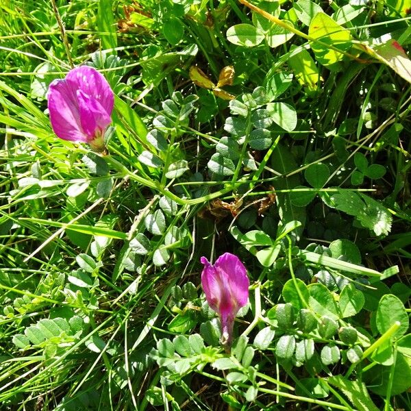 Vicia pyrenaica आदत