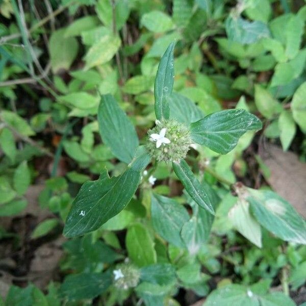 Spermacoce remota Fleur