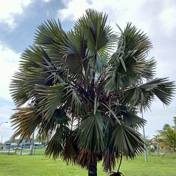 Pritchardia martii Leaf