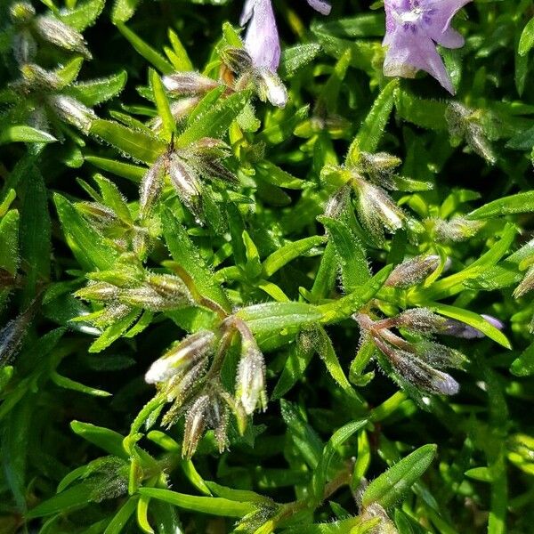 Phlox subulata Hoja