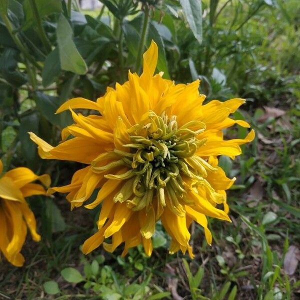 Rudbeckia laciniata Cvet