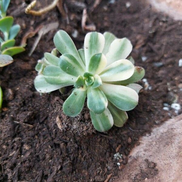 Aeonium castello-paivae पत्ता