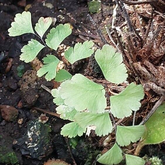 Adiantum caudatum Leaf
