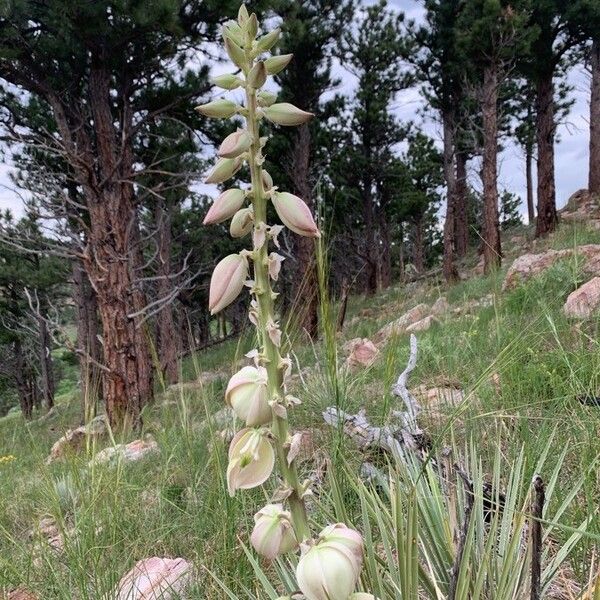 Yucca glauca Blomst