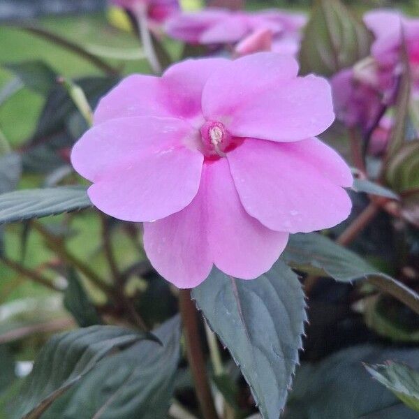 Impatiens hawkeri പുഷ്പം