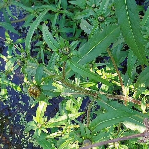 Bidens cernua Floare