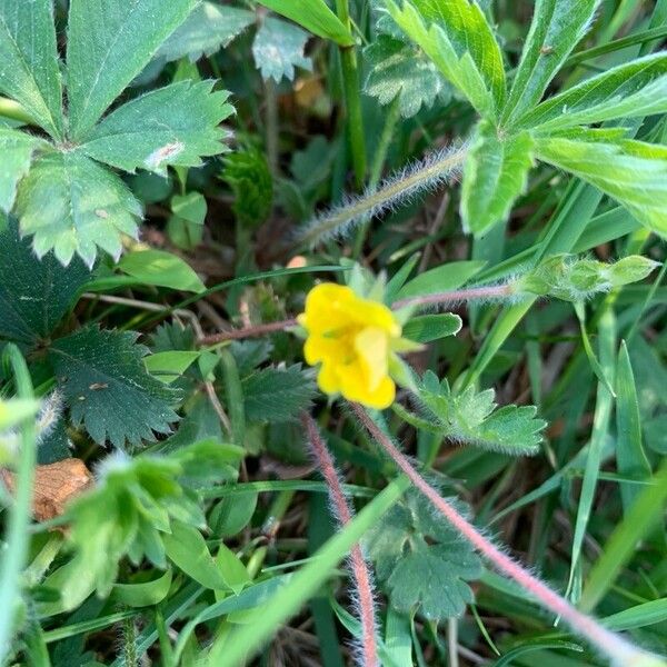 Potentilla canadensis Flor