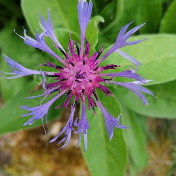 Centaurea montana Květ