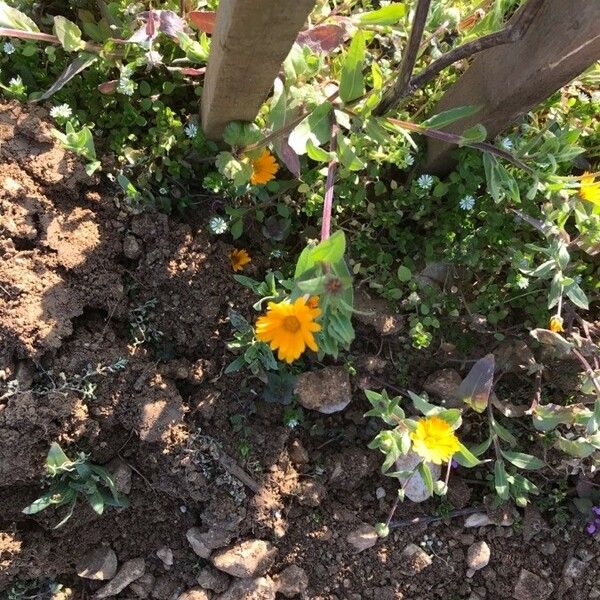 Calendula arvensis പുഷ്പം