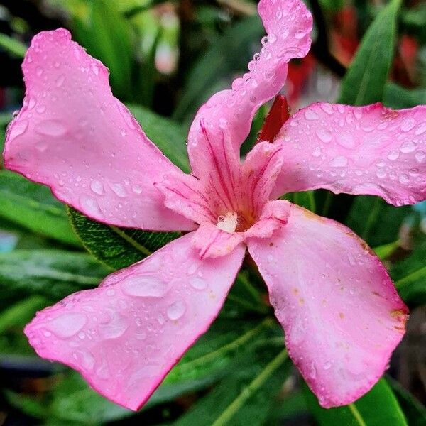 Nerium oleander Flower