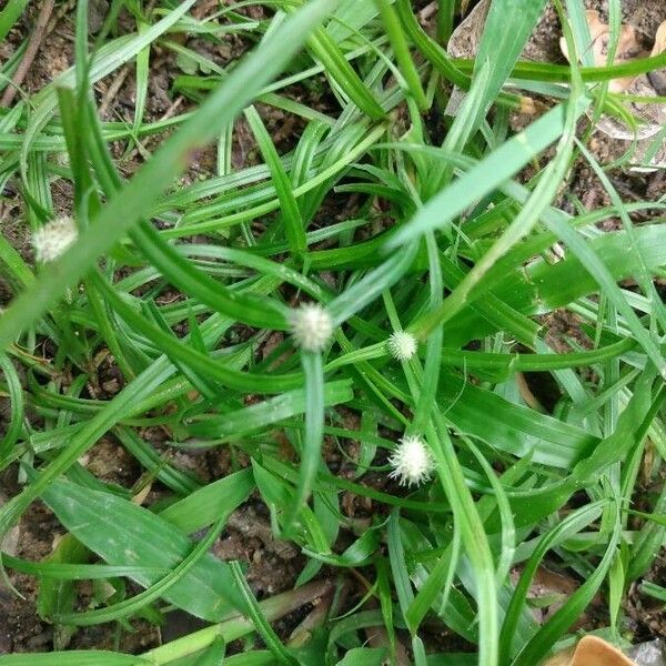 Cyperus mindorensis Blad