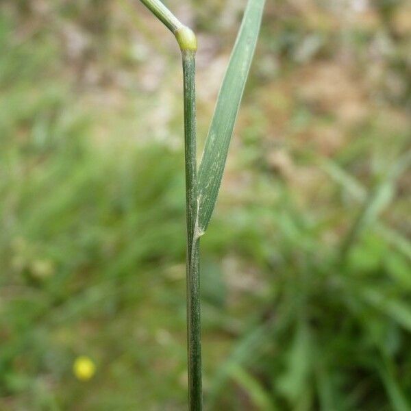 Agrostis canina Rinde