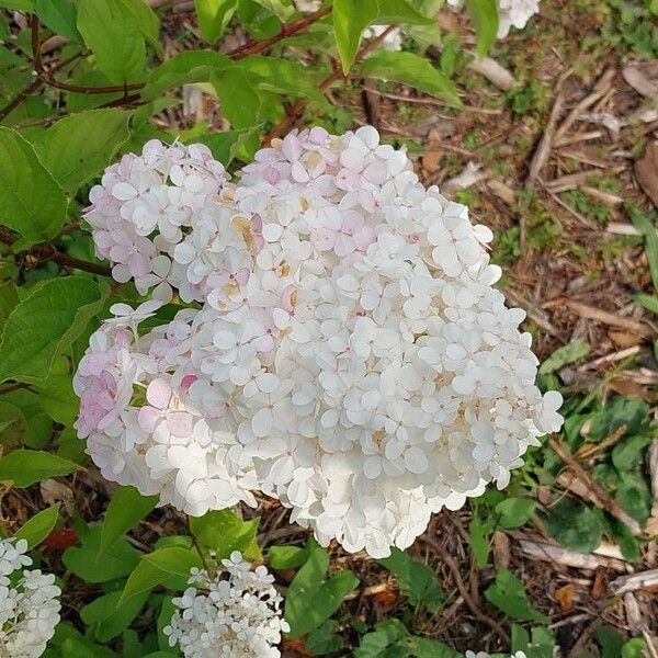 Hydrangea paniculata Flor