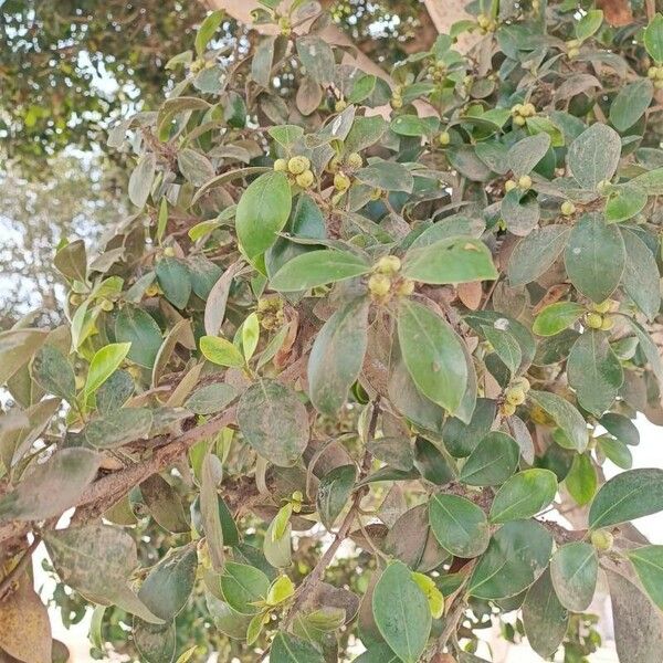 Ficus retusa पत्ता