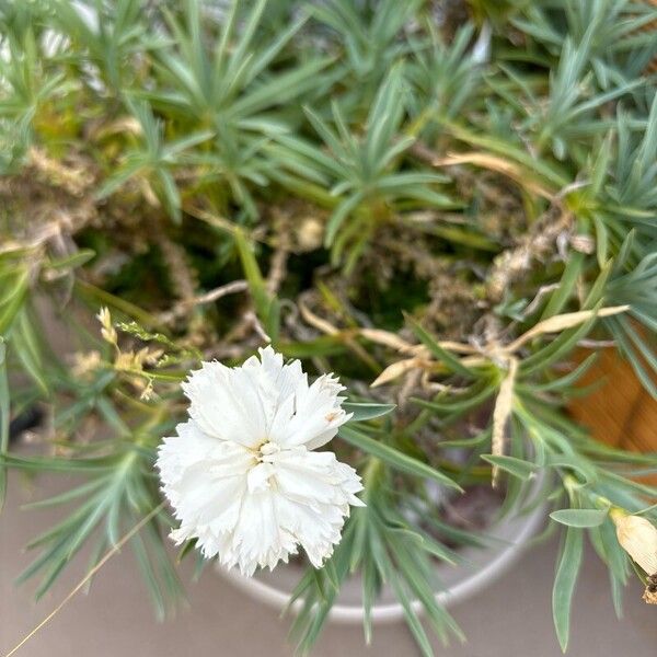 Dianthus plumarius Flower