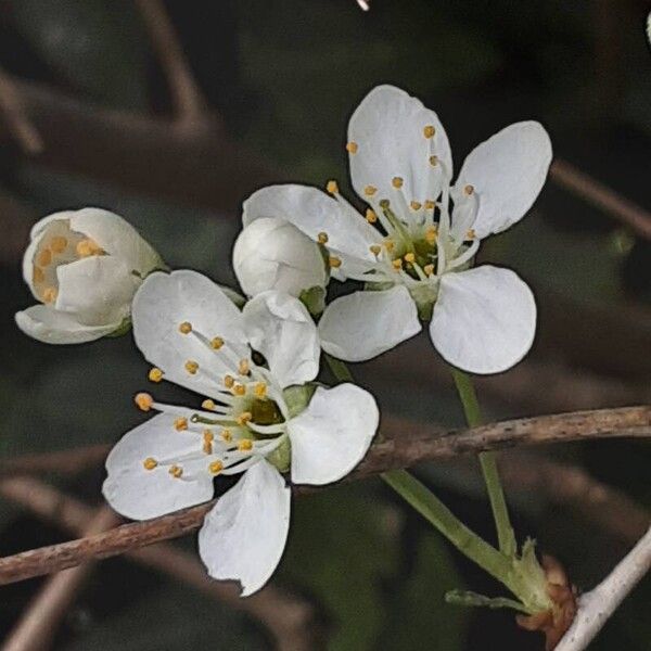 Prunus mahaleb പുഷ്പം