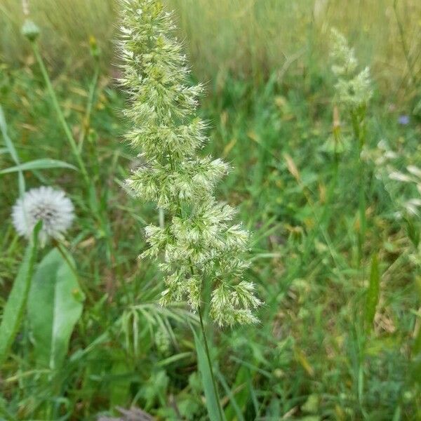 Trisetaria panicea Flower