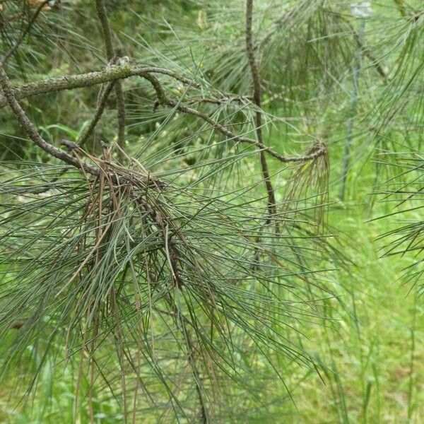 Pinus ponderosa Frunză