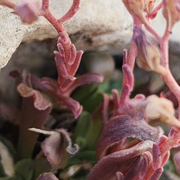 Rosularia sempervivum Kůra