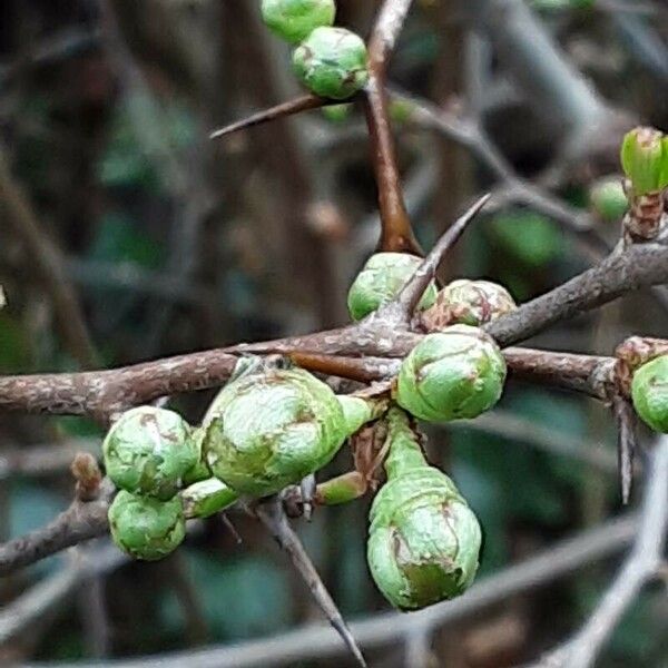 Chaenomeles × superba Fuelha