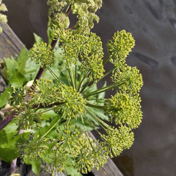 Angelica archangelica Cvet