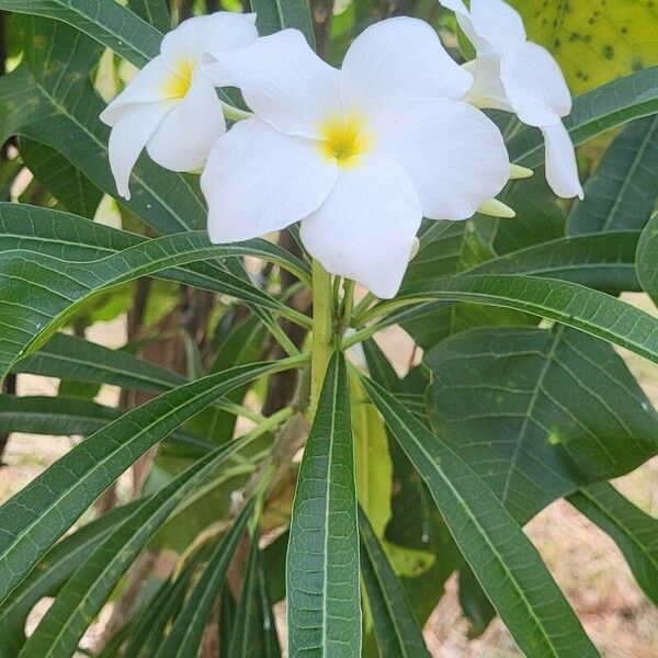 Plumeria pudica Flor