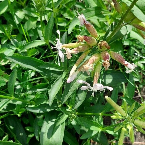 Saponaria officinalis Habit