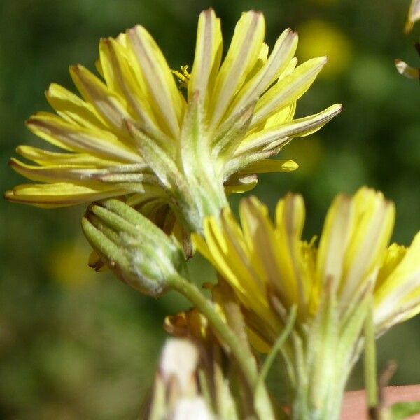 Crepis bursifolia Flor