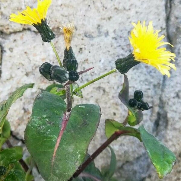 Sonchus oleraceus Floare