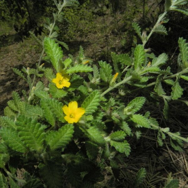 Turnera diffusa Plante entière