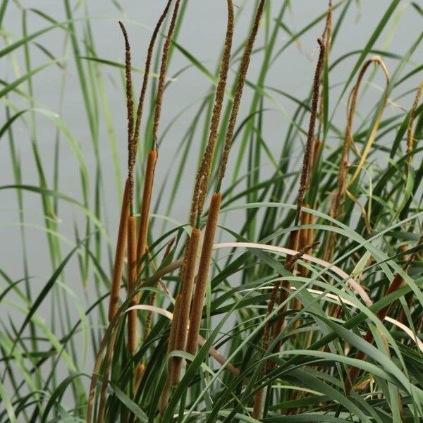 Typha domingensis Кветка