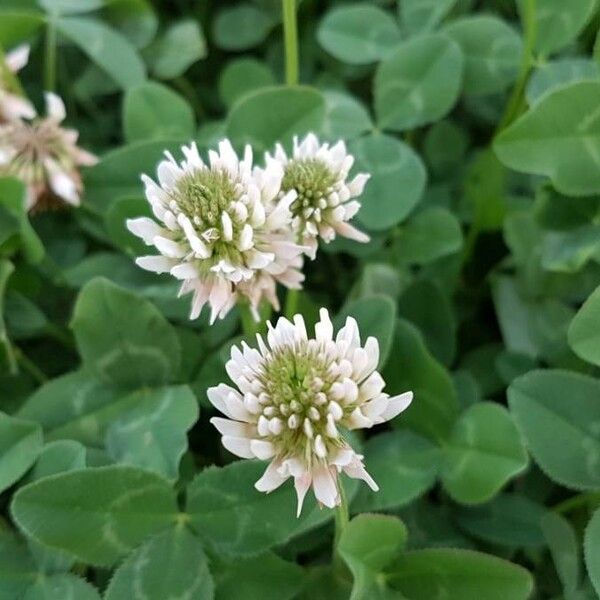 Trifolium repens Blomst