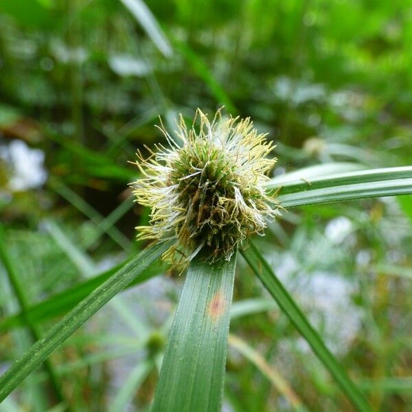 Cyperus melanospermus Λουλούδι