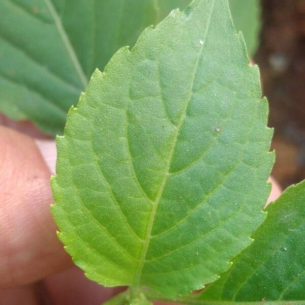 Ocimum campechianum Leaf