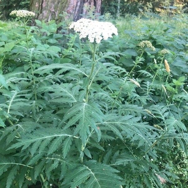 Tanacetum macrophyllum 叶