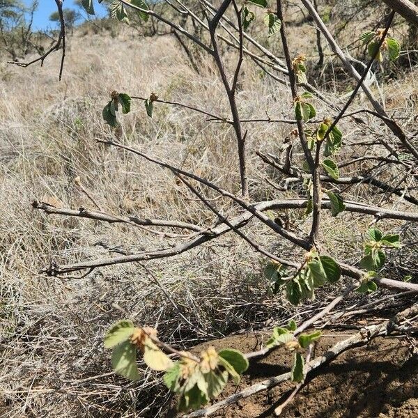 Grewia villosa Habit