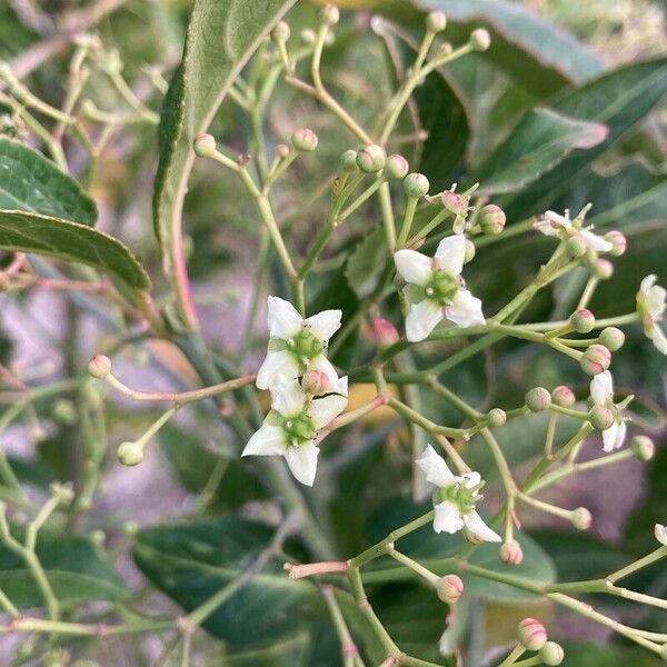 Euonymus europaeus Blüte