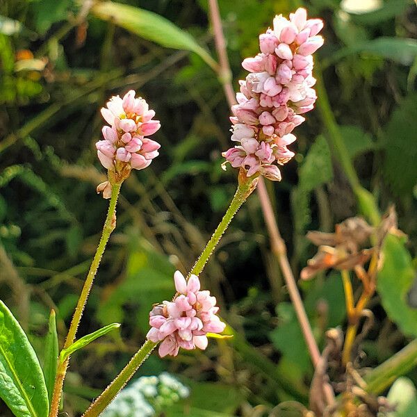 Persicaria amphibia 花