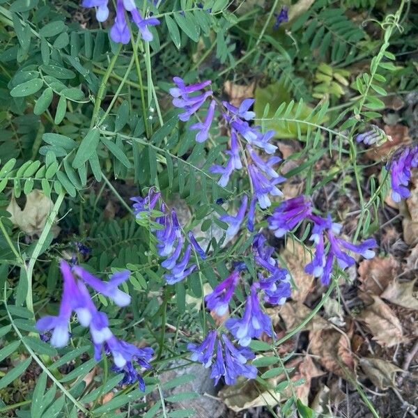 Vicia dasycarpa Flower