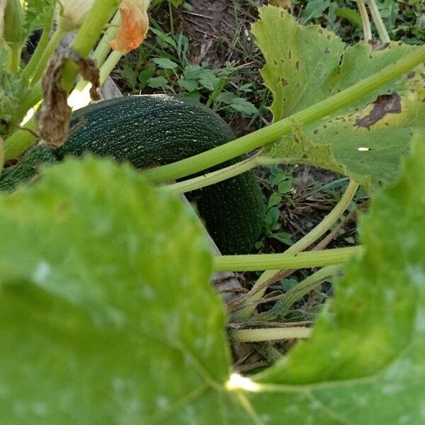 Cucurbita pepo Fruit