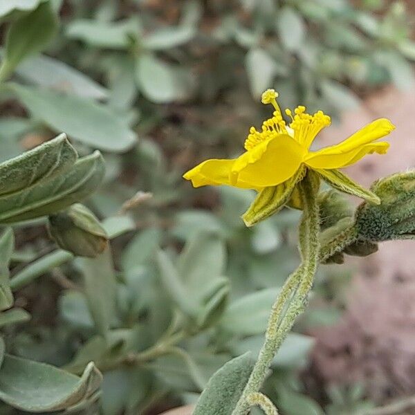 Helianthemum stipulatum Flower