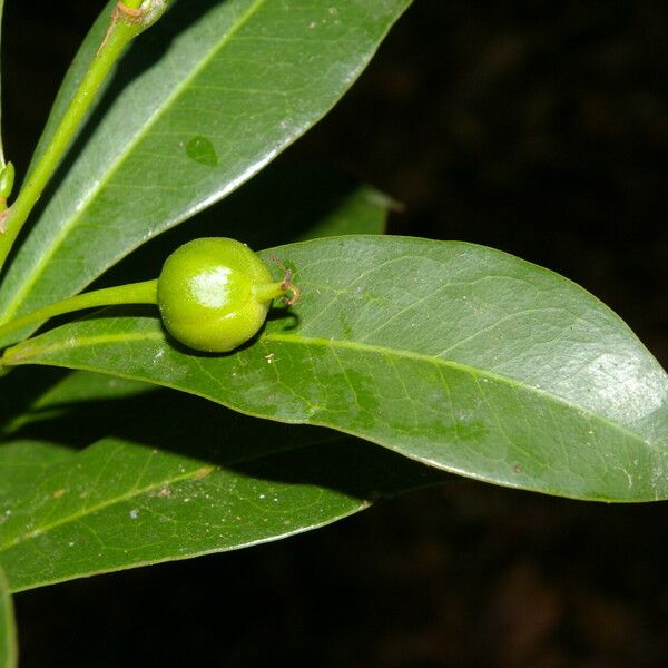 Actinostemon concolor Fruit