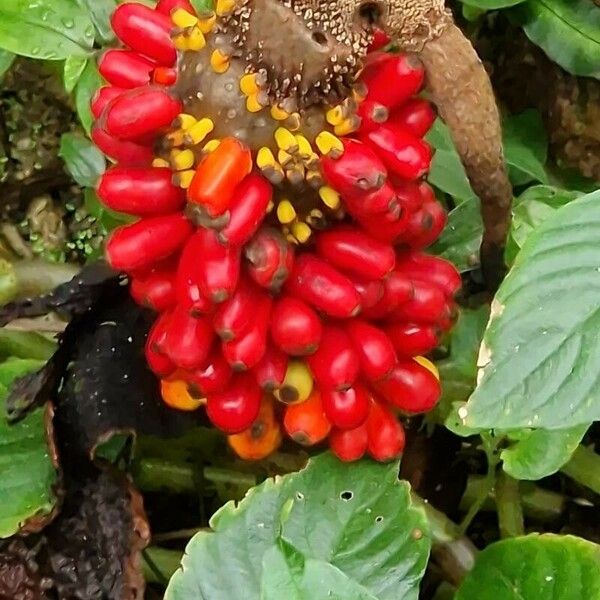 Amorphophallus paeoniifolius Ffrwyth