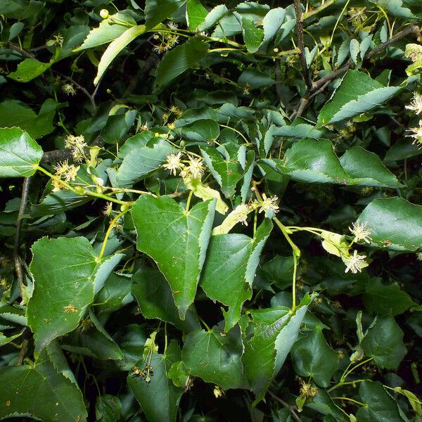 Tilia cordata List