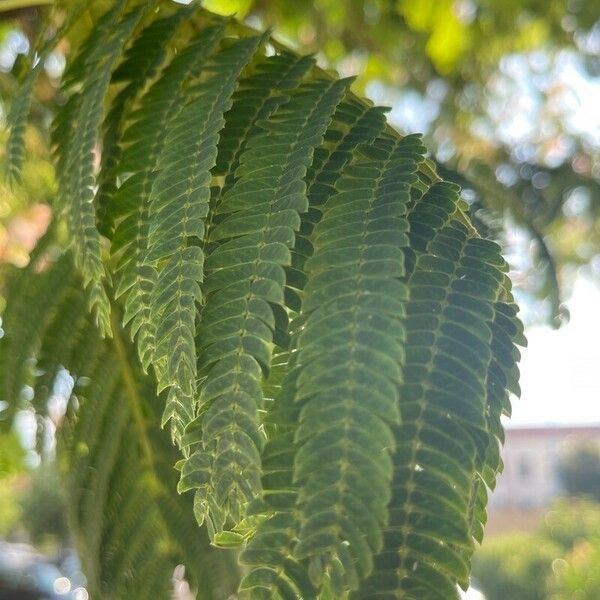 Albizia julibrissin Folha